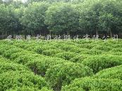 河南园林网培训